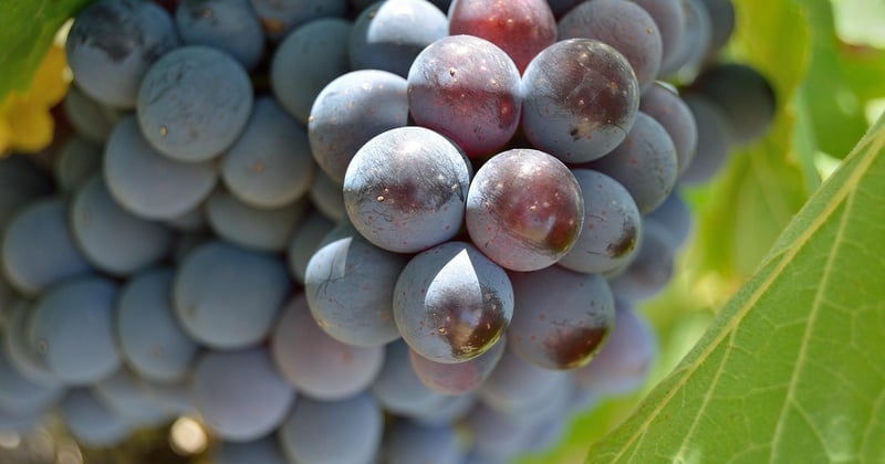 Escapade romantique en Toscane : villages, vignobles et hébergements