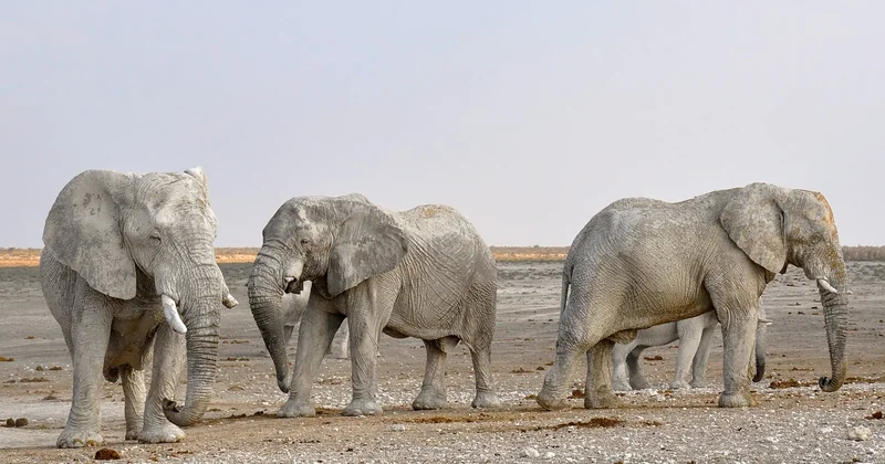 Parcs nationaux dans le monde : ce qui change vraiment