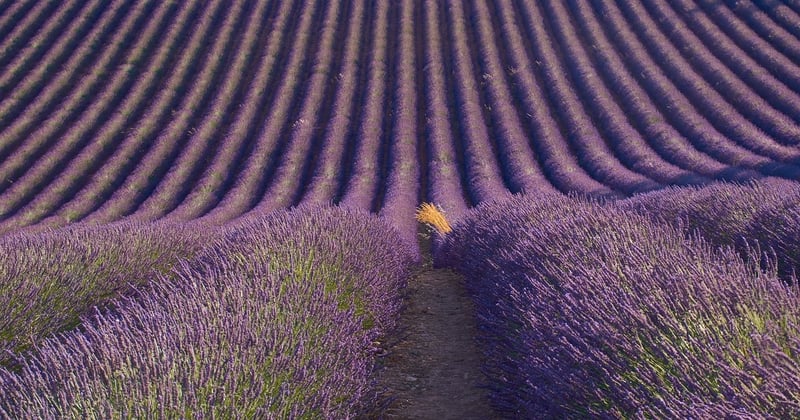 Escapade en amoureux en Provence : champs de lavande et maisons d'hôtes